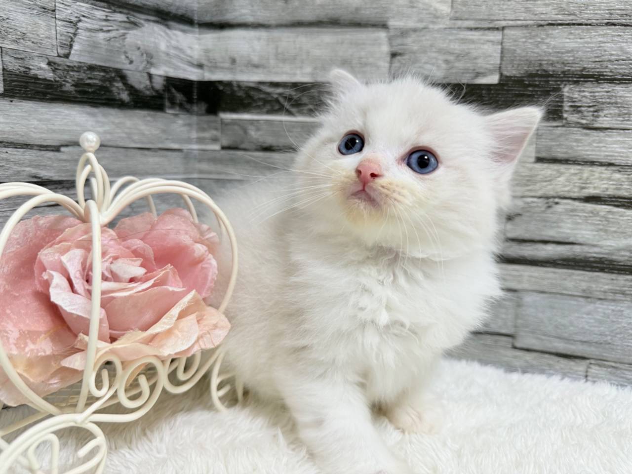 ラグドール（女の子）