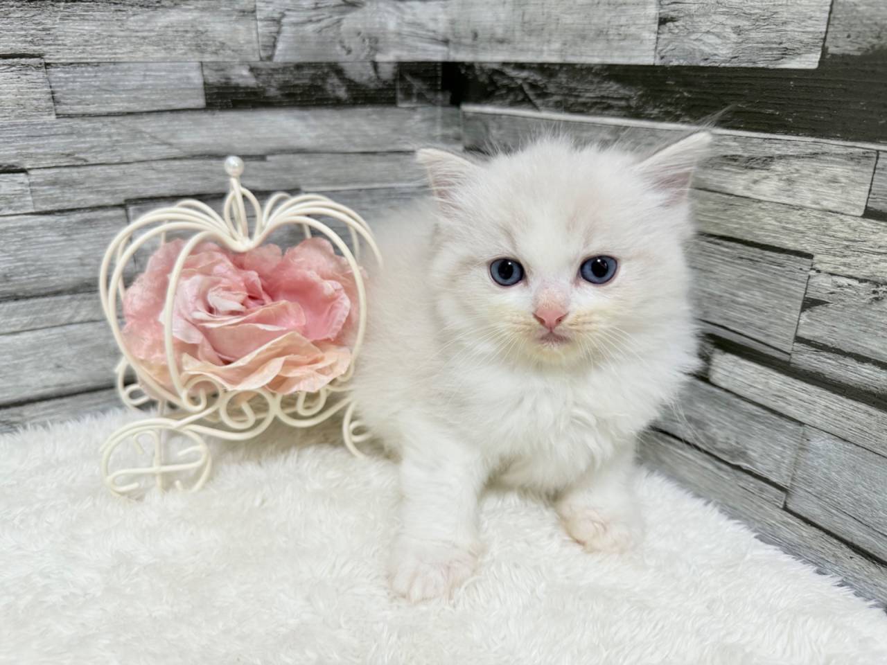 ラグドール（女の子）