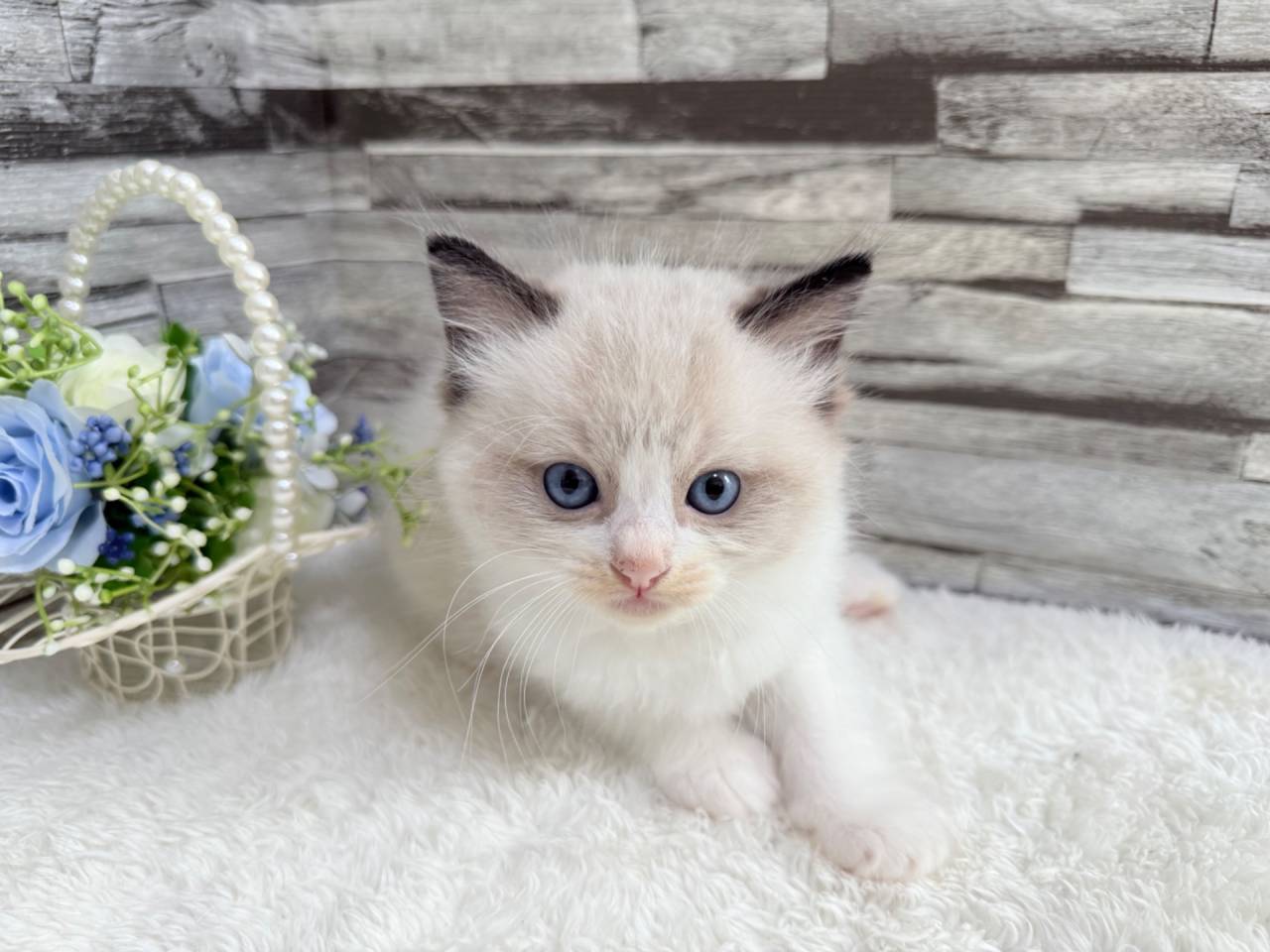 ラグドール（男の子）