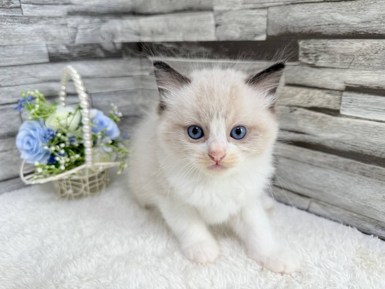 ラグドール（男の子）