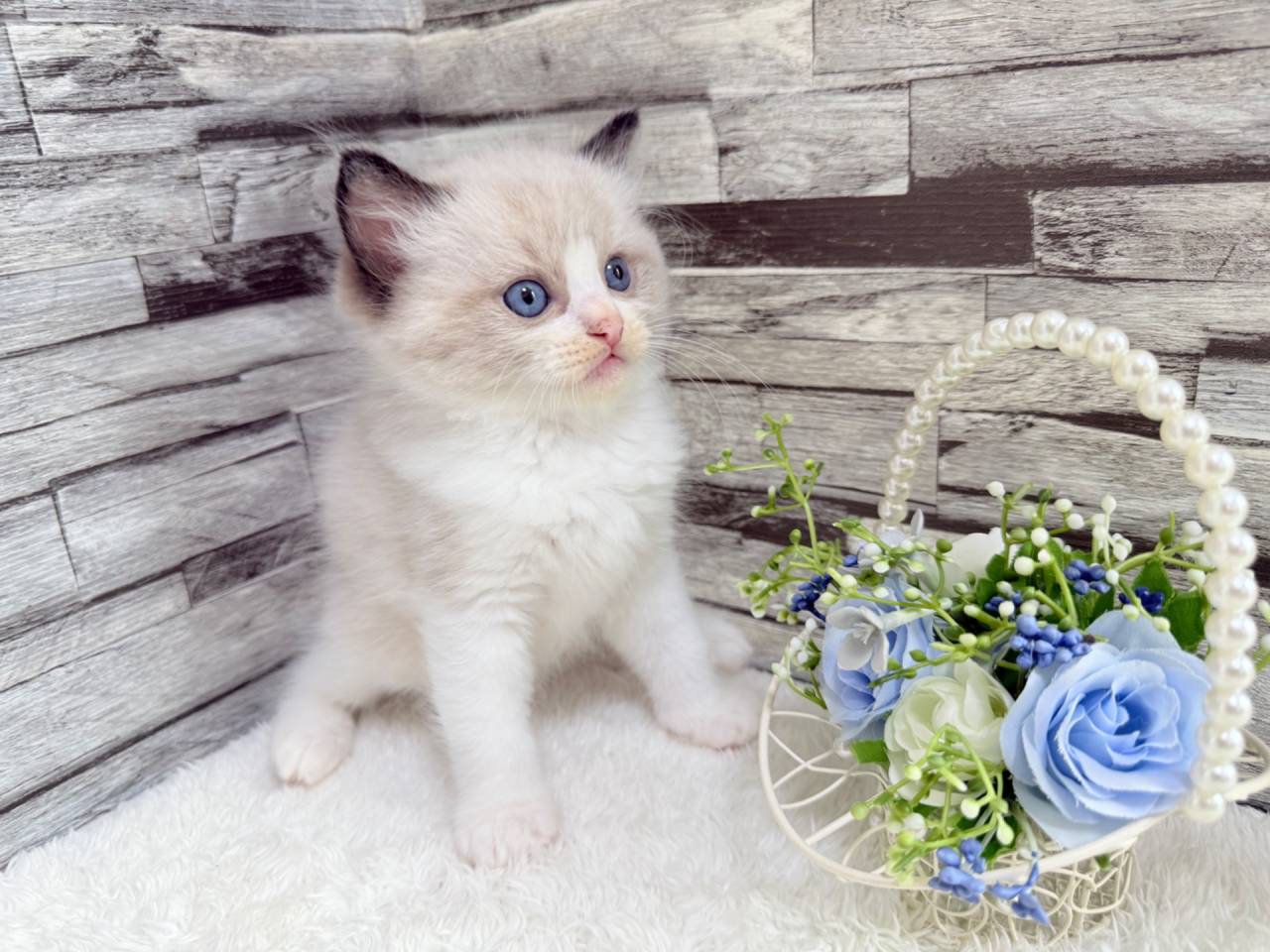 ラグドール（男の子）