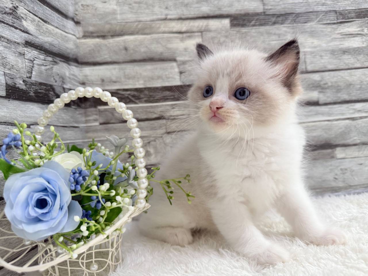 ラグドール（男の子）