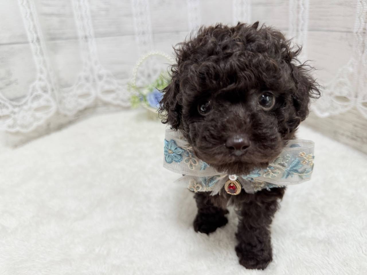 トイプードル（男の子）