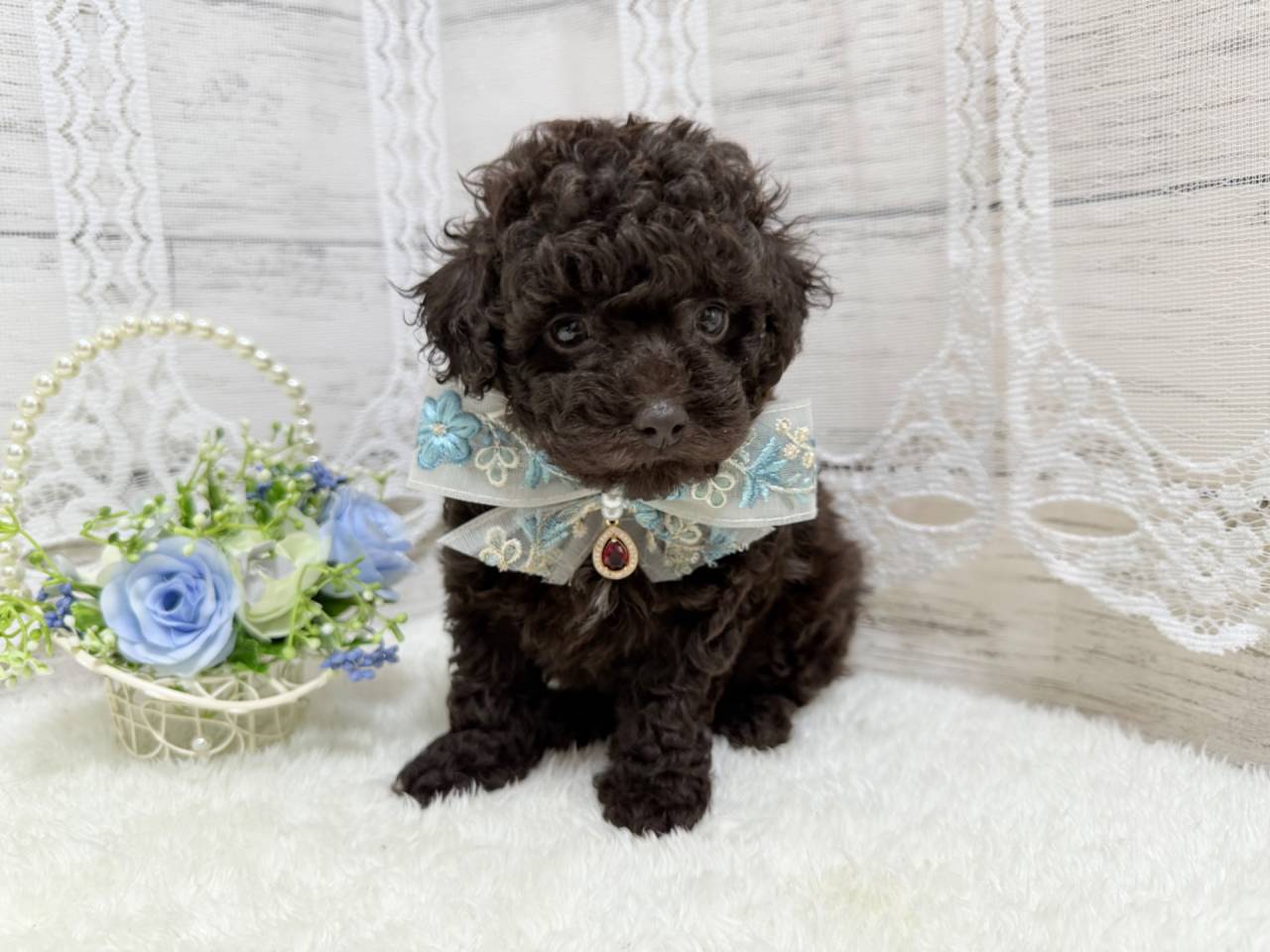 トイプードル（男の子）