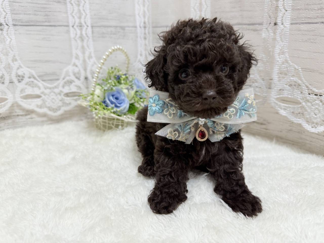 トイプードル（男の子）