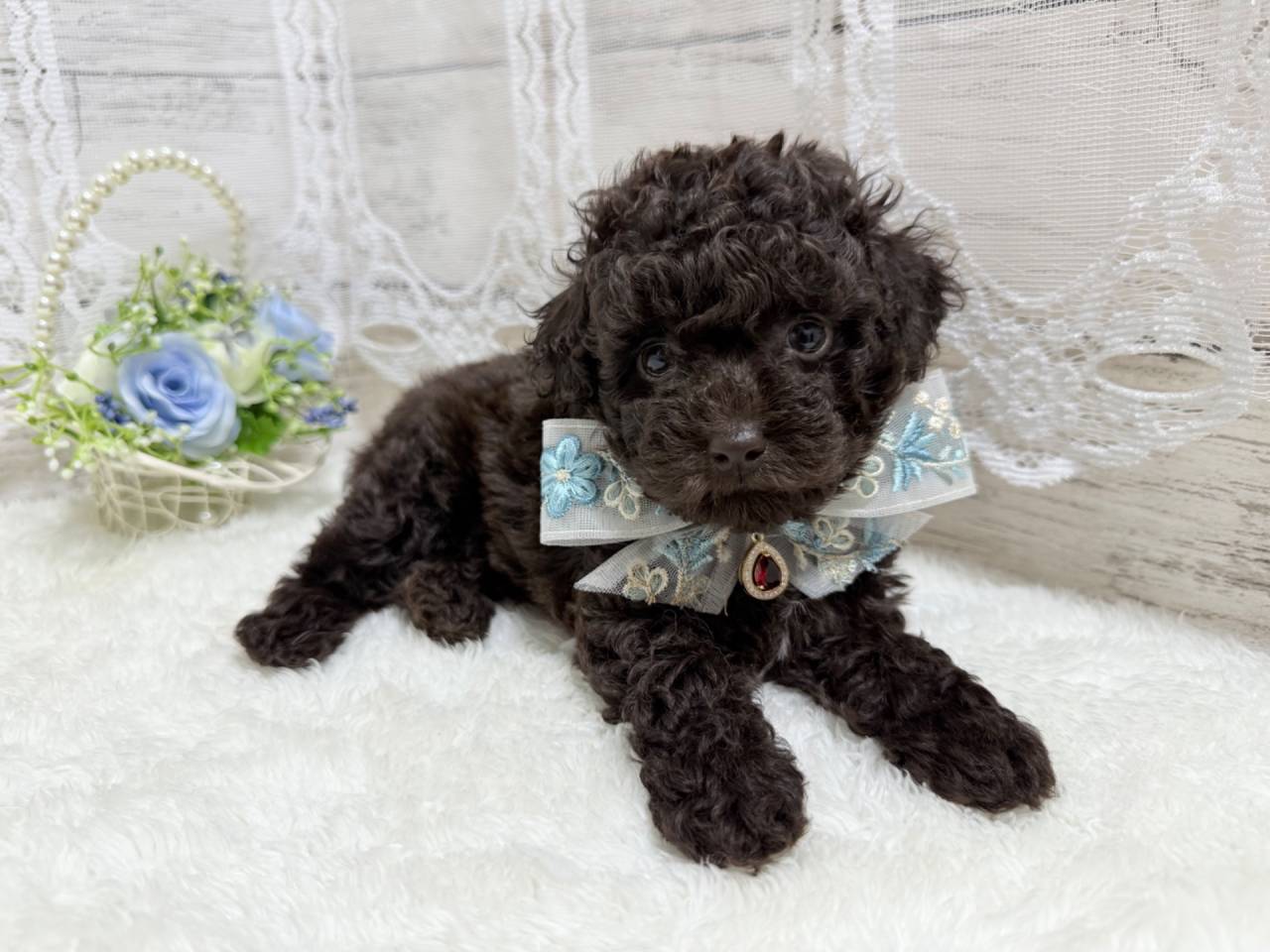 【茨城県】トイプードル/ブラウンの男の子