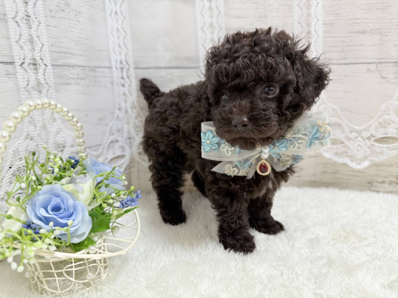 トイプードル（男の子）