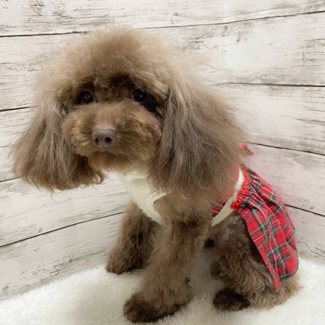 【ママ】ショコラ