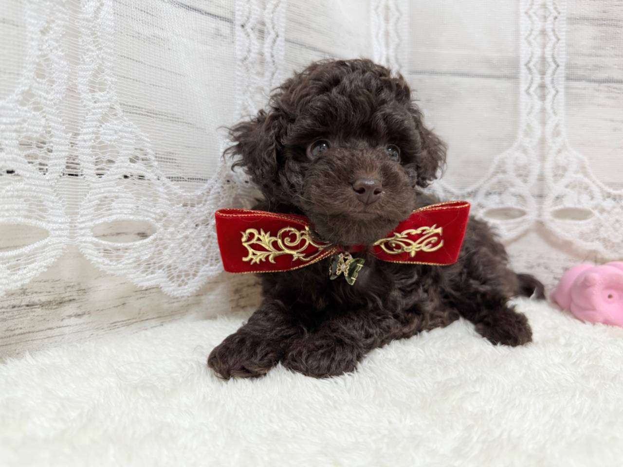 【茨城県】トイプードル/ブラウンの女の子