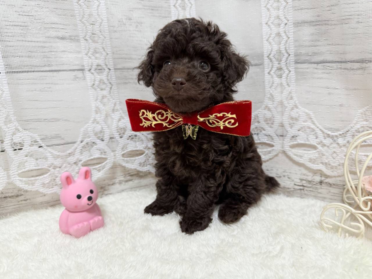 トイプードル（女の子）