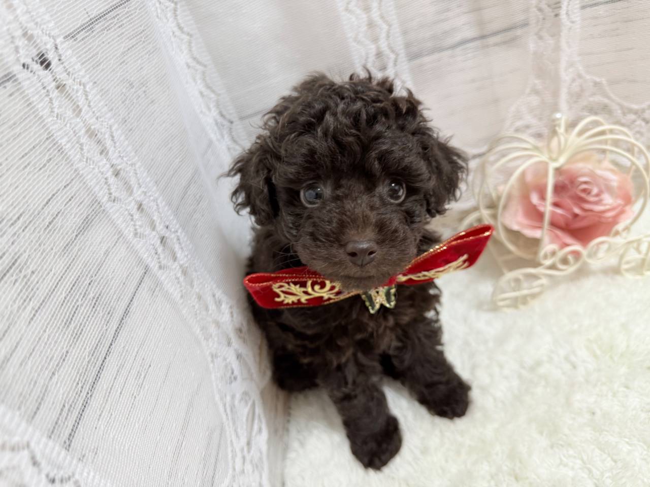 トイプードル（女の子）