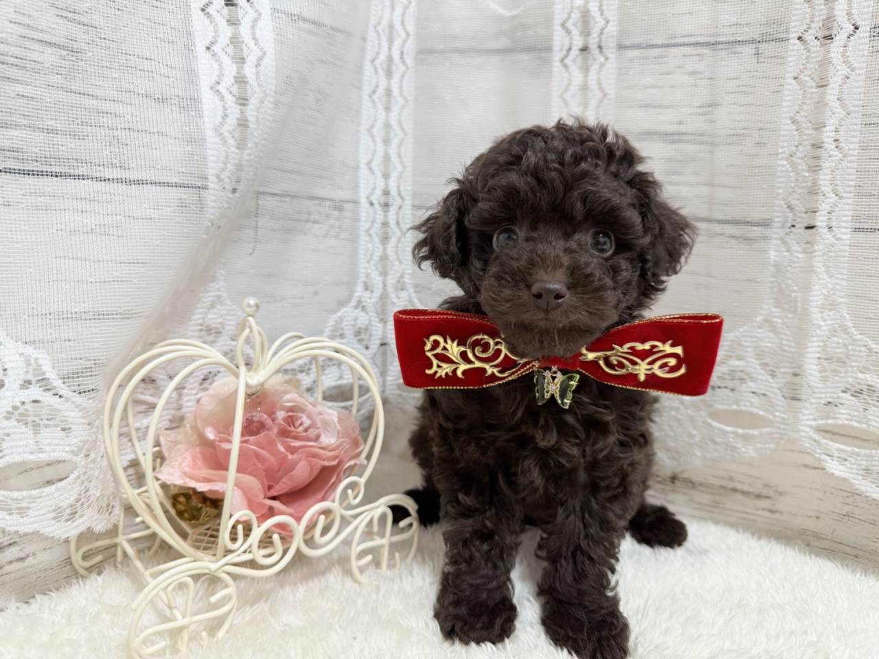 トイプードル（女の子）