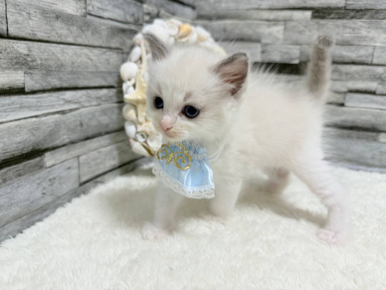 ラグドール（男の子）