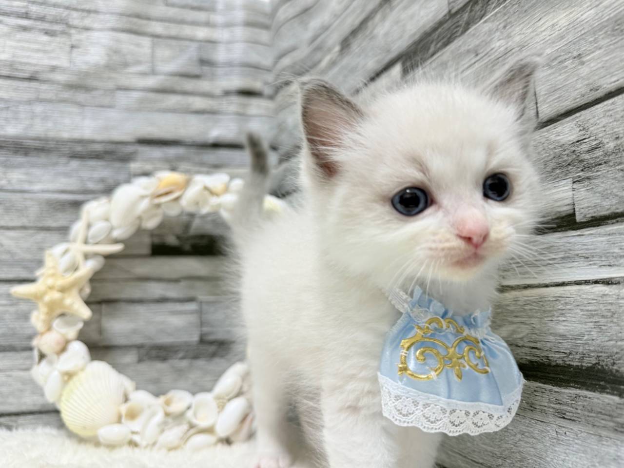 ラグドール（男の子）