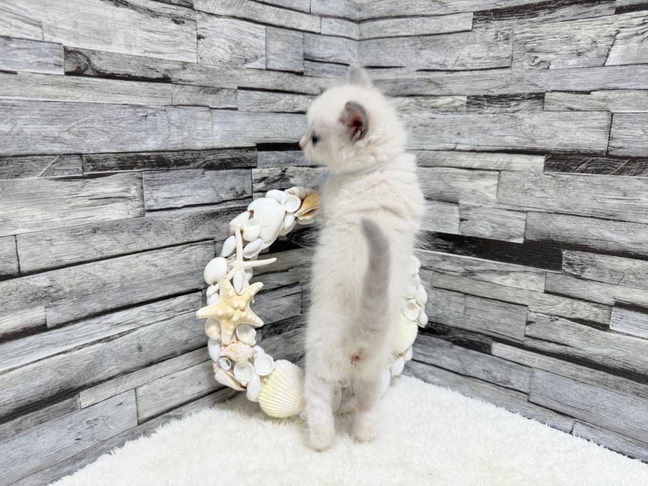 ラグドール（男の子）