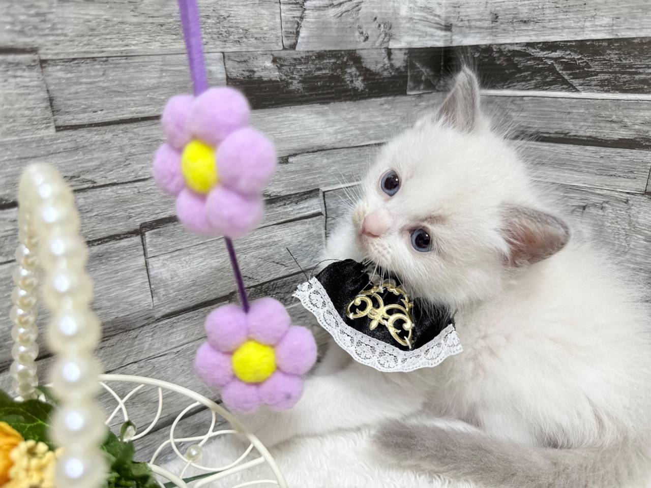 ラグドール（男の子）