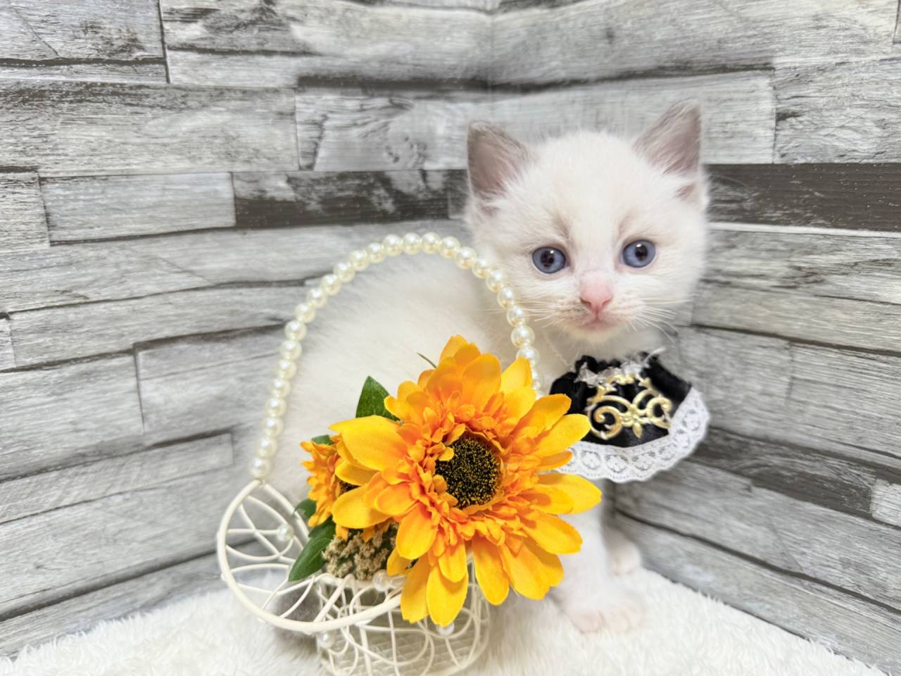 ラグドール（男の子）