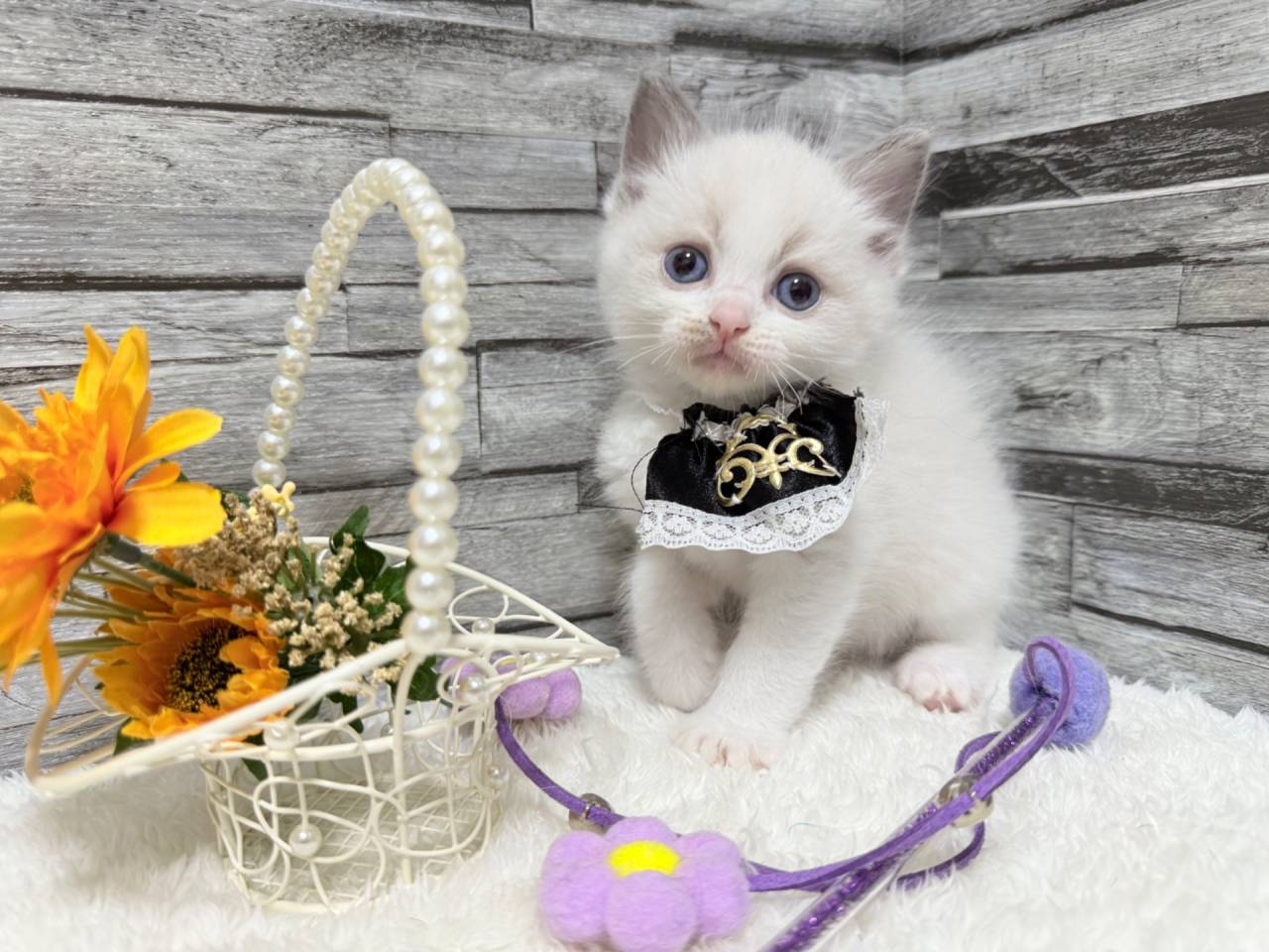 ラグドール（男の子）