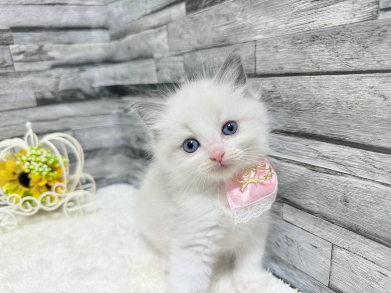 ラグドール（女の子）