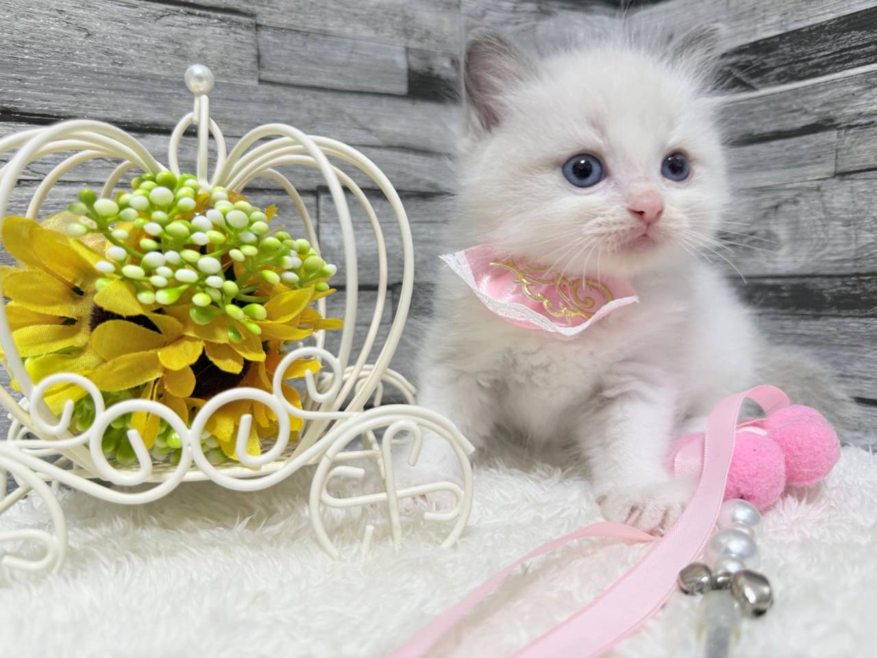 ラグドール（女の子）