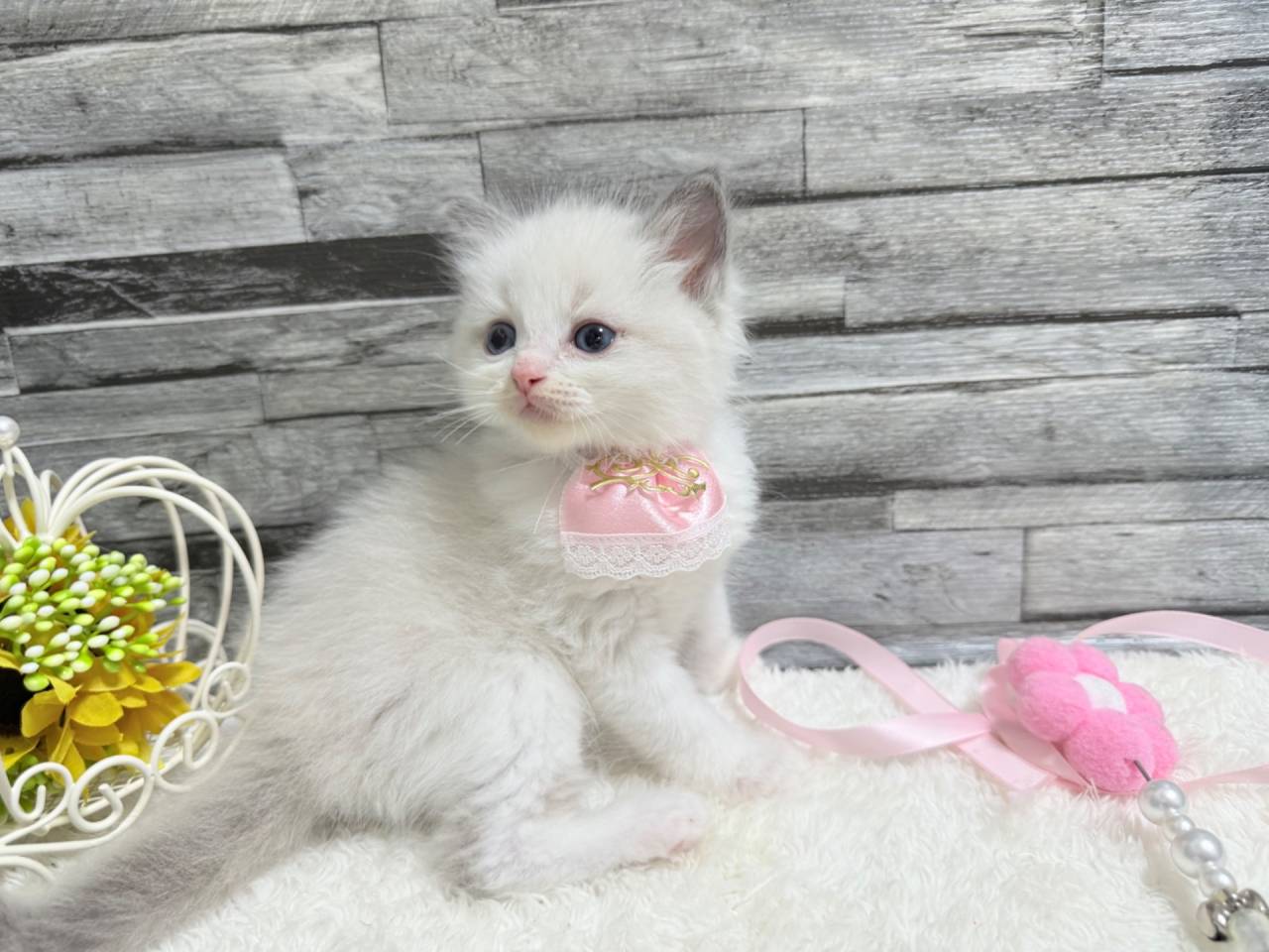 ラグドール（女の子）