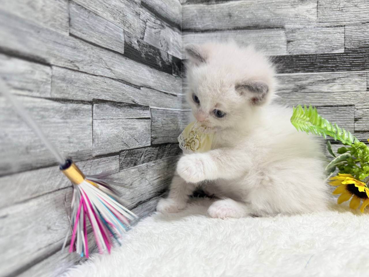 ラグドール（女の子）