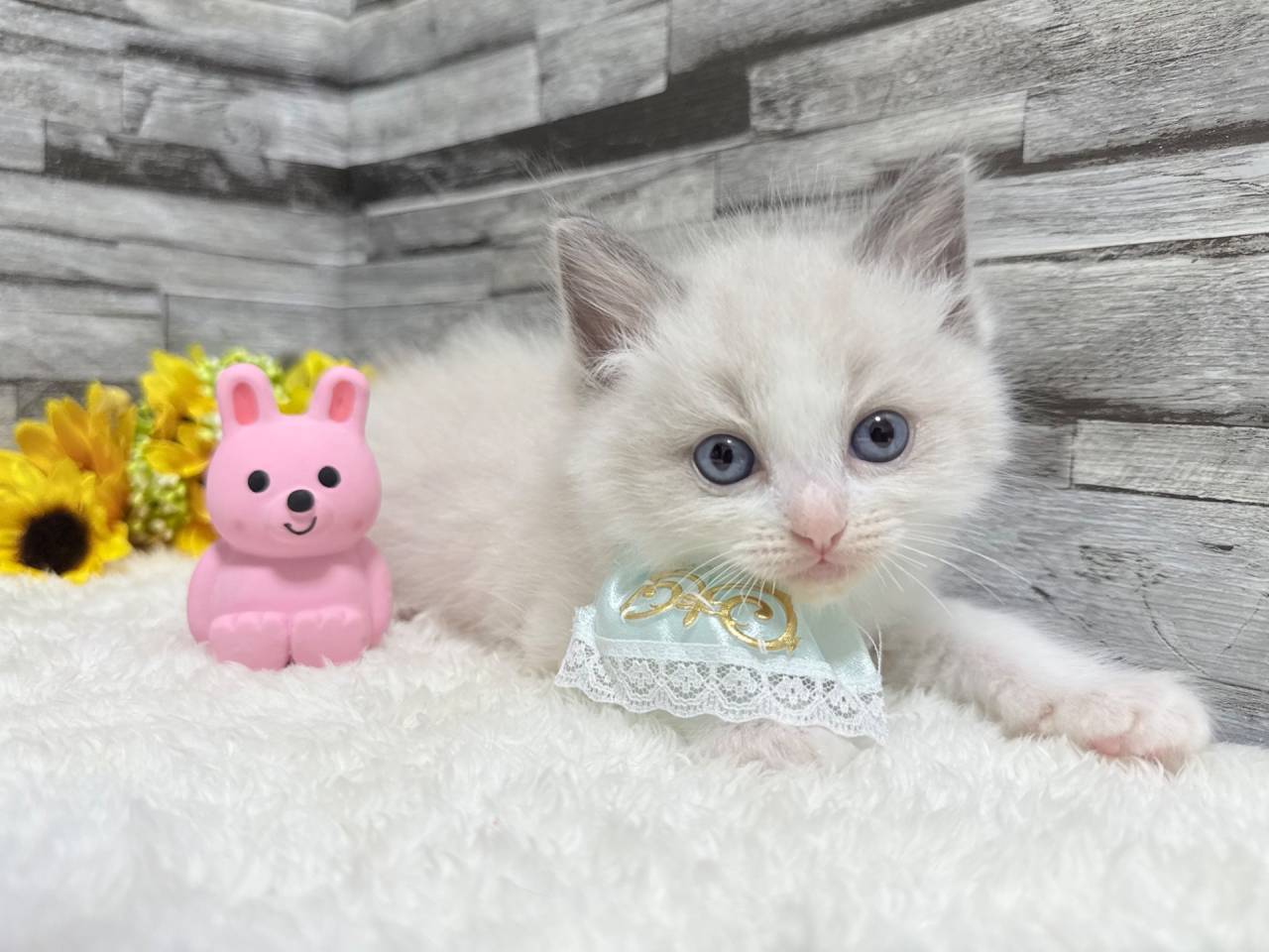 ラグドール（男の子）