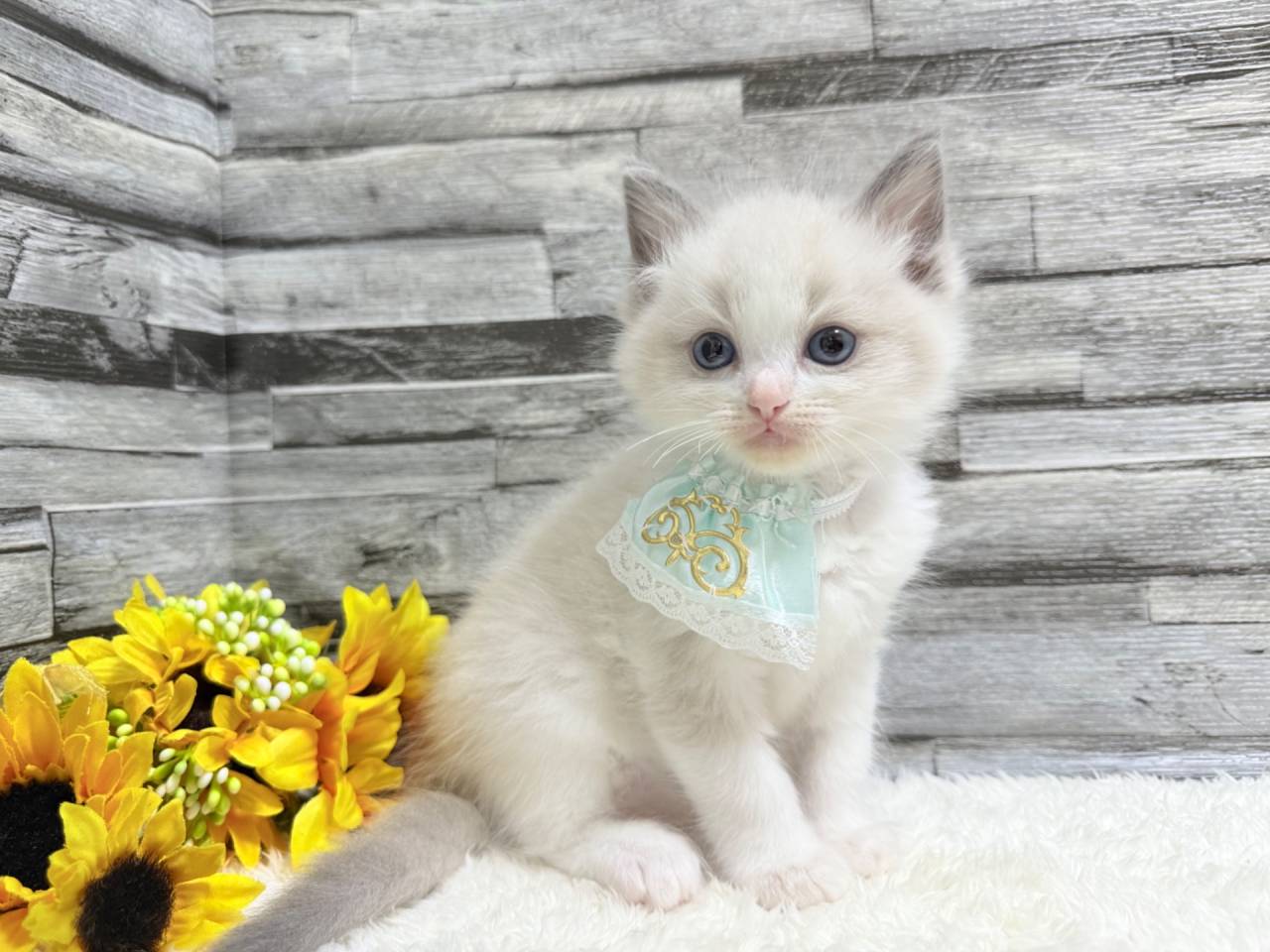 ラグドール（男の子）