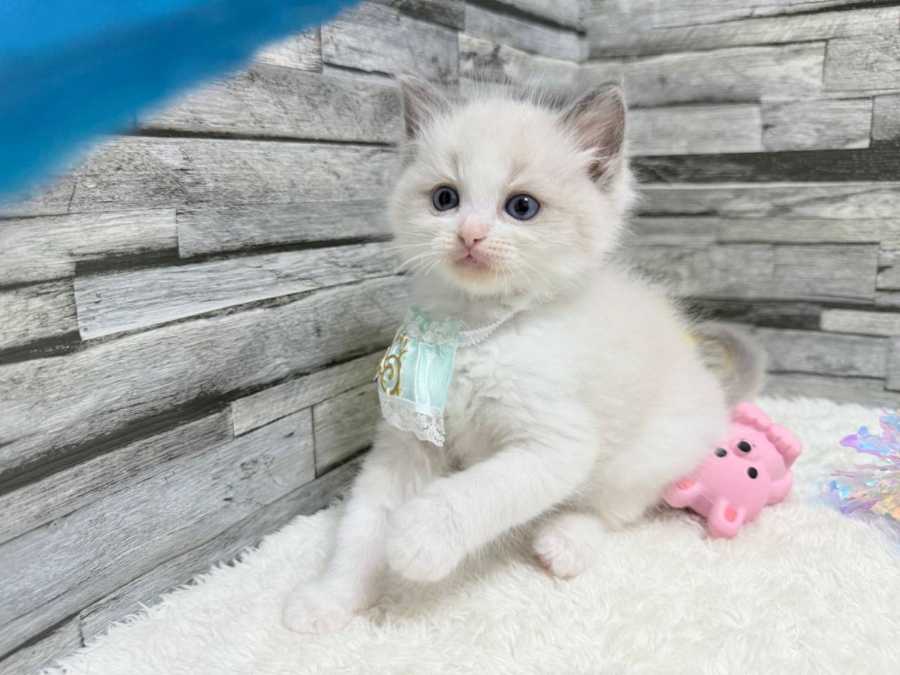 ラグドール（男の子）