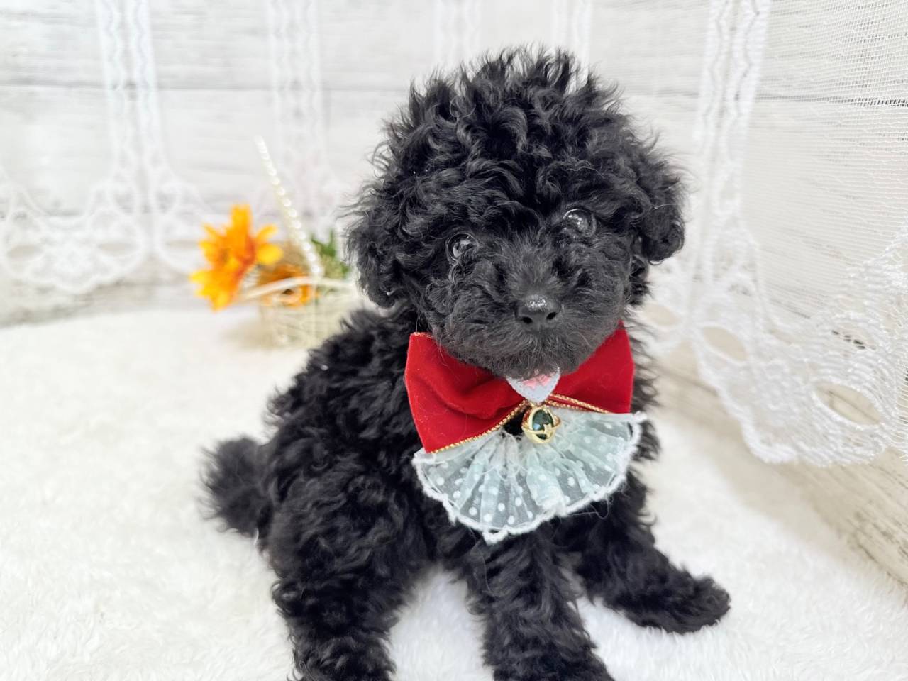 トイプードル（女の子）