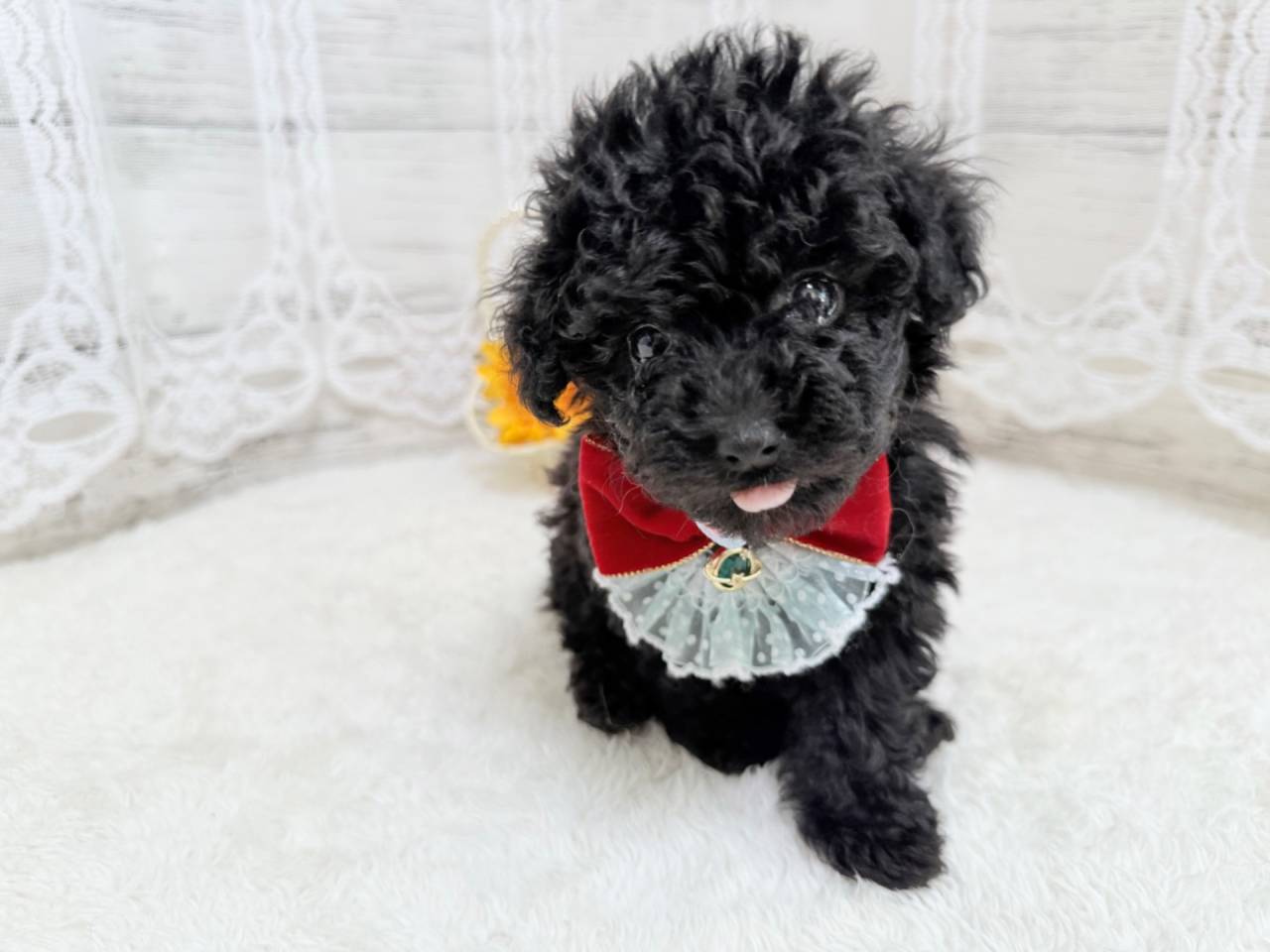 トイプードル（女の子）