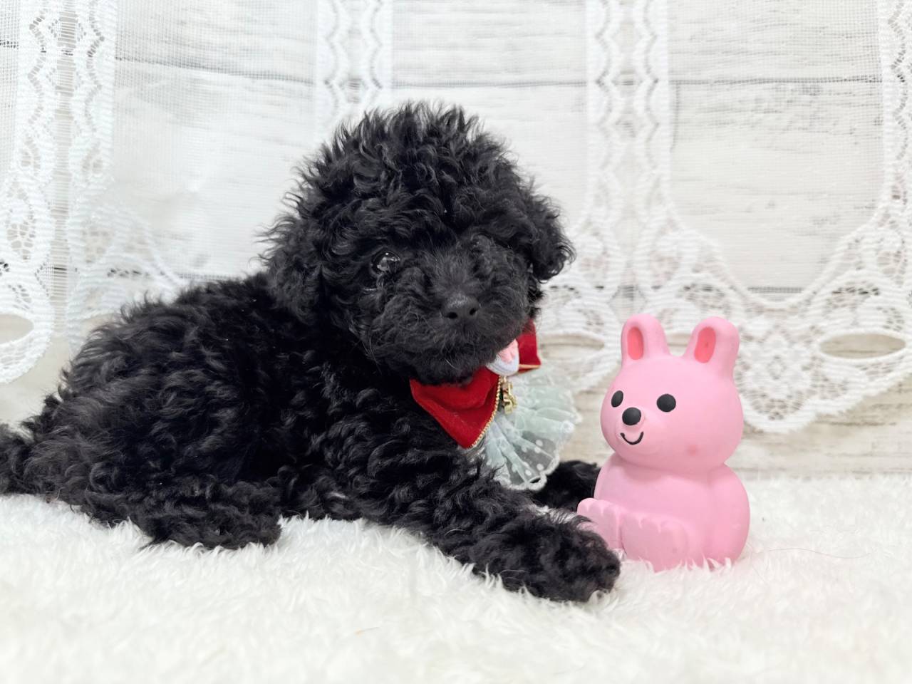 【茨城県】トイプードル/ブラックの女の子