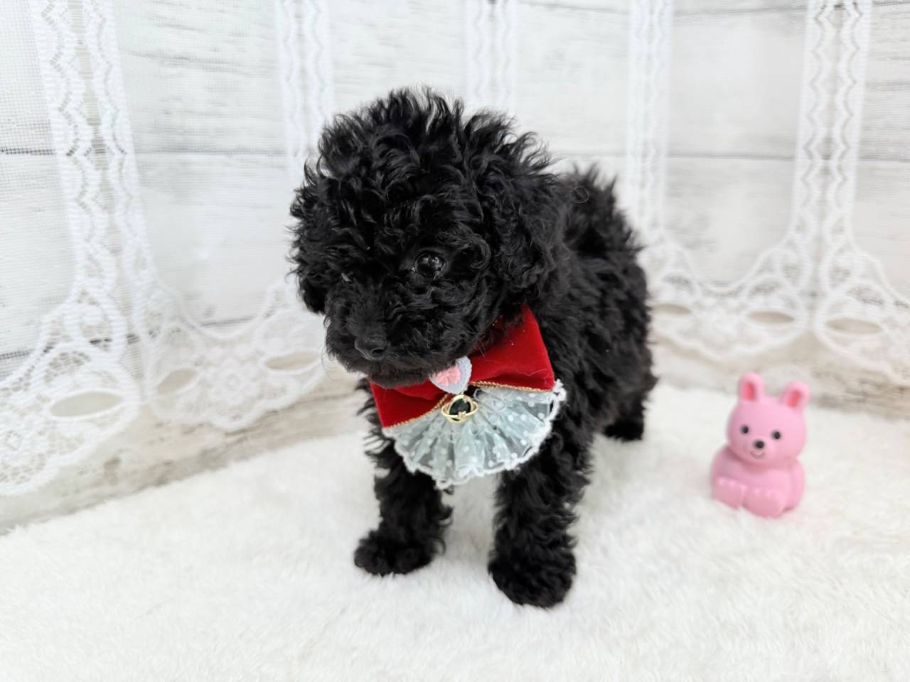 トイプードル（女の子）