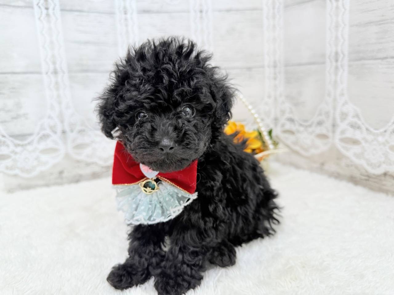 トイプードル（女の子）