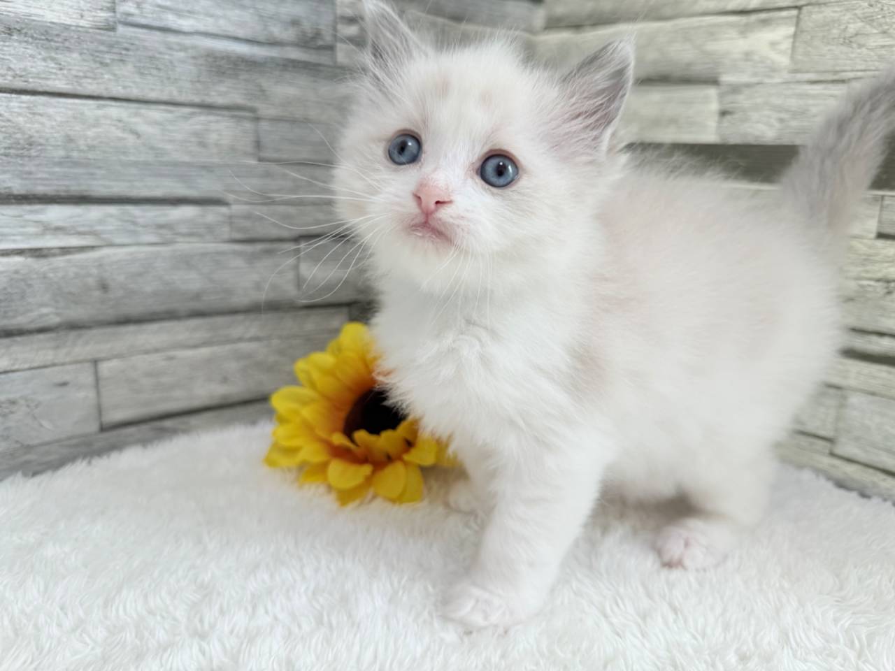 ラグドール（女の子）