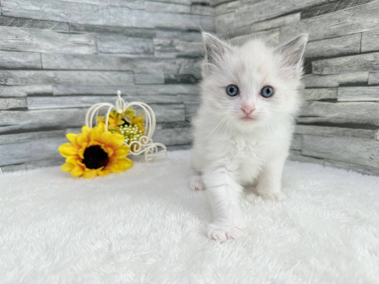 ラグドール（女の子）