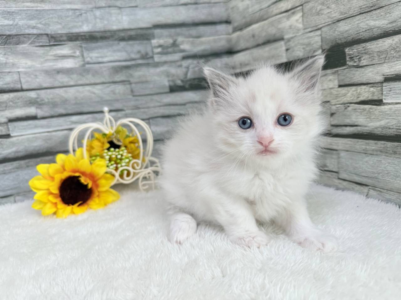 ラグドール（女の子）