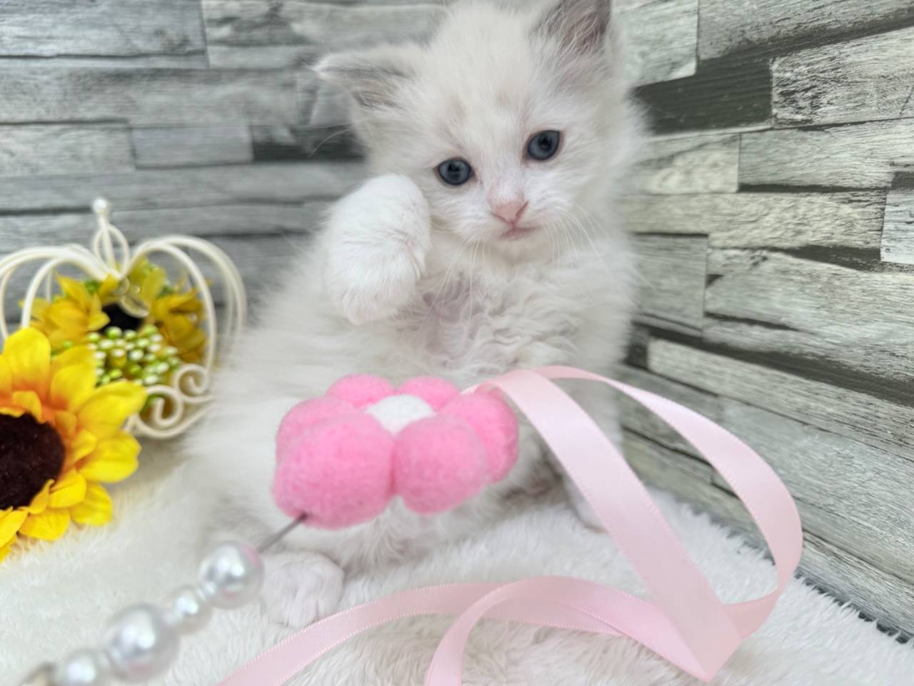 ラグドール（女の子）