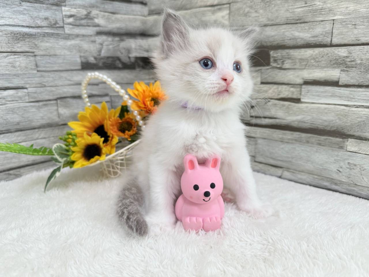 ラグドール（女の子）