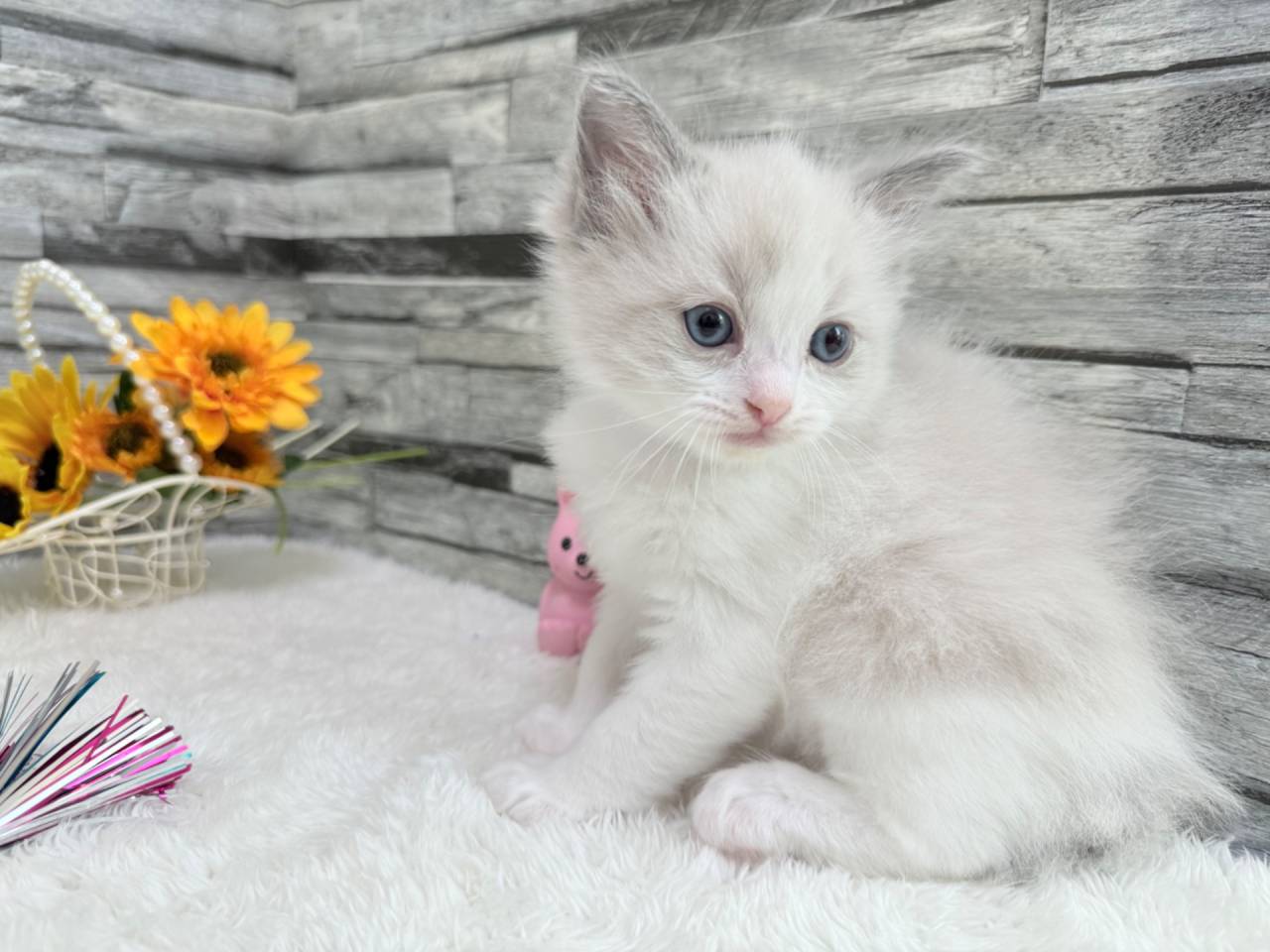 ラグドール（女の子）