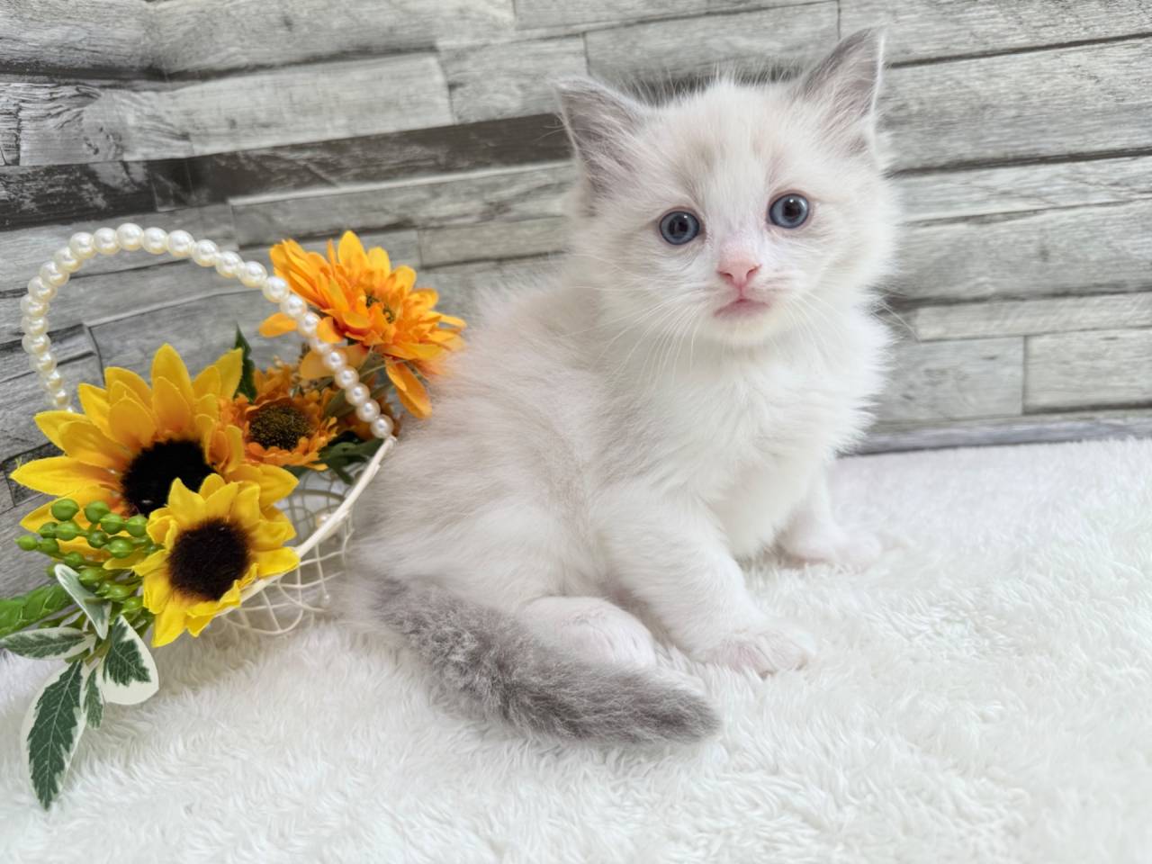 ラグドール（女の子）