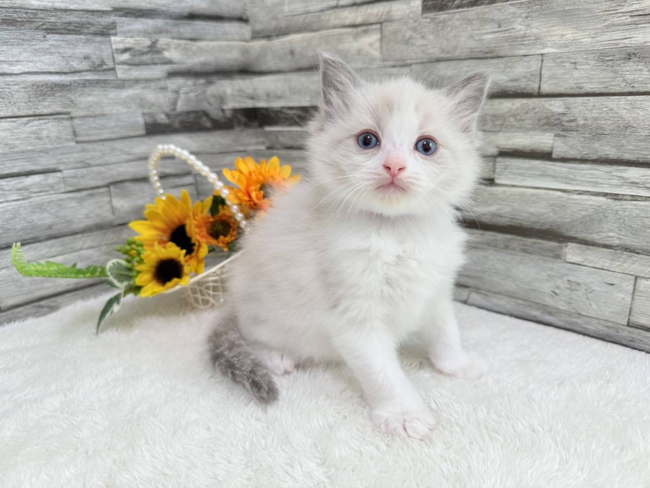 ラグドール（女の子）