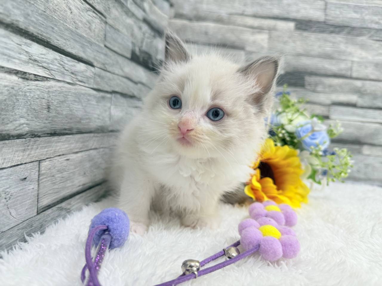 ラグドール（男の子）