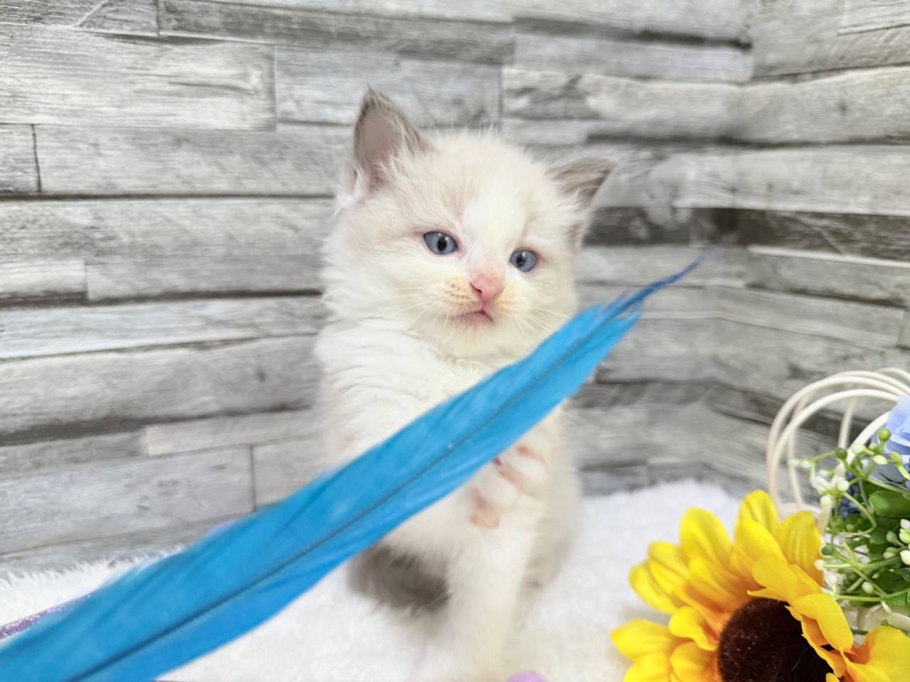 ラグドール（男の子）