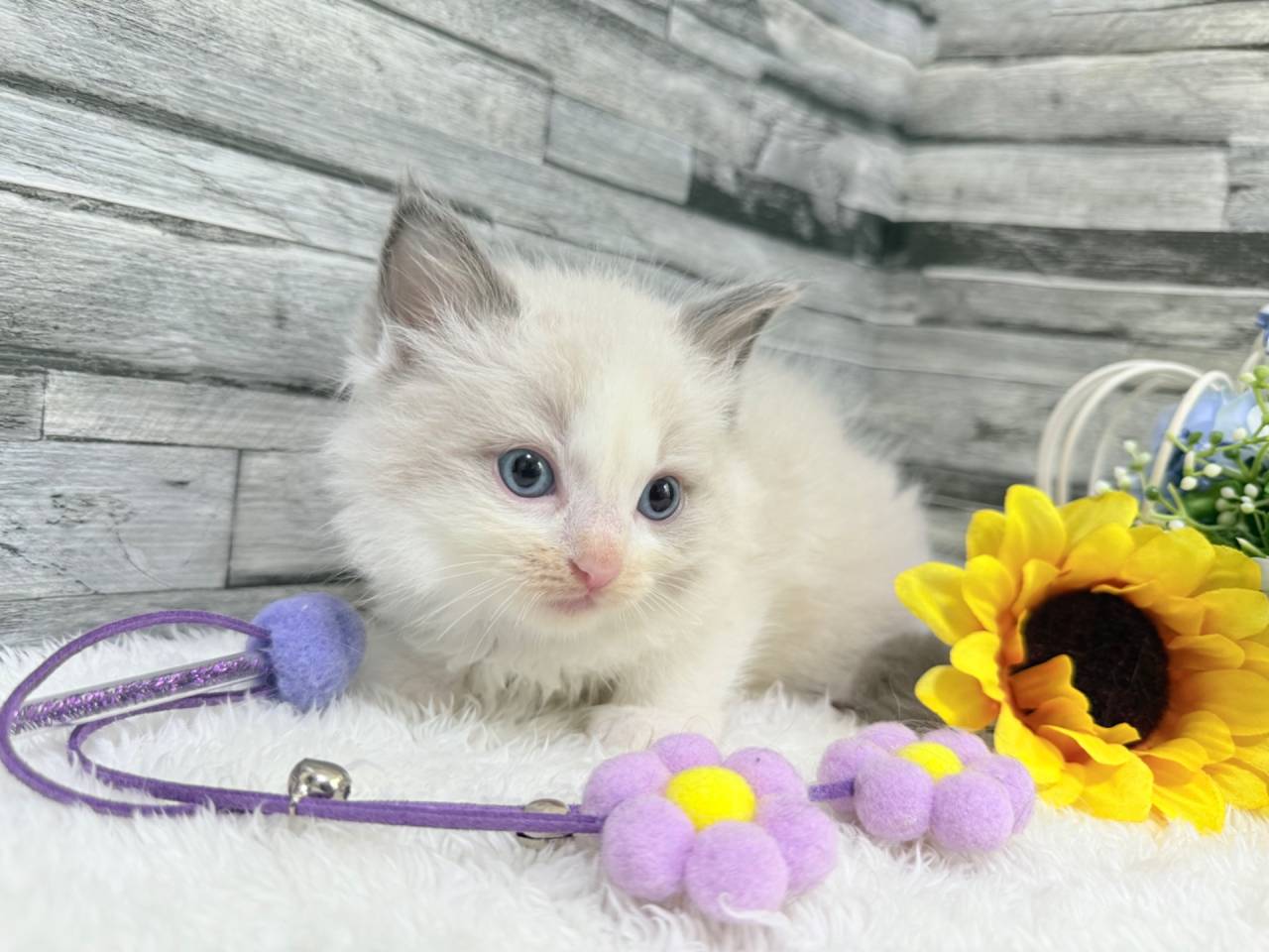 ラグドール（男の子）