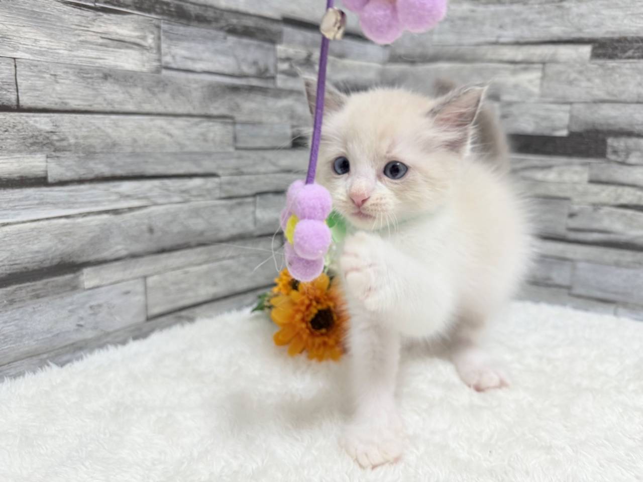 ラグドール（男の子）