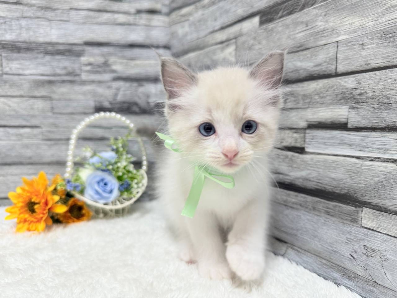 ラグドール（男の子）