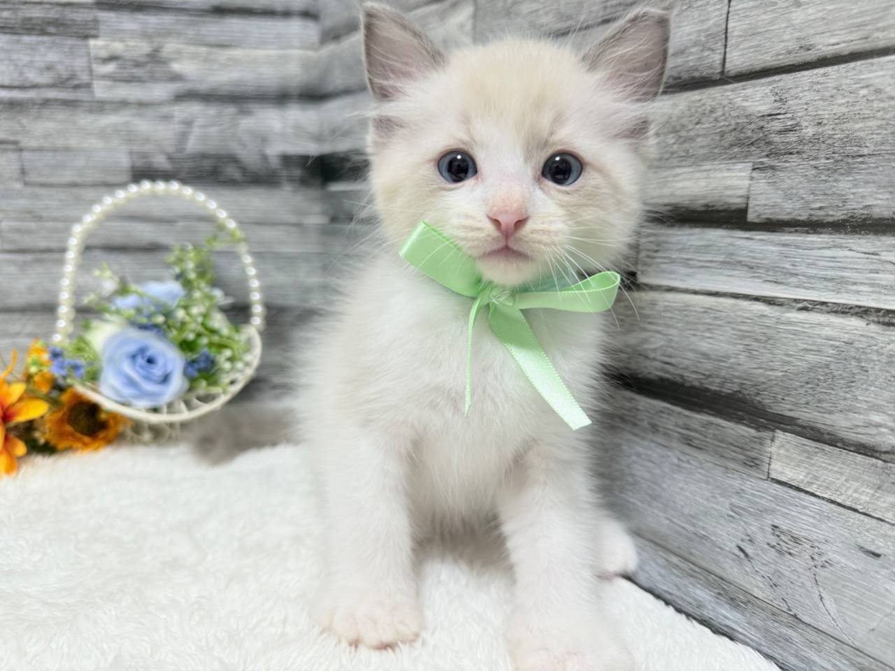 ラグドール（男の子）