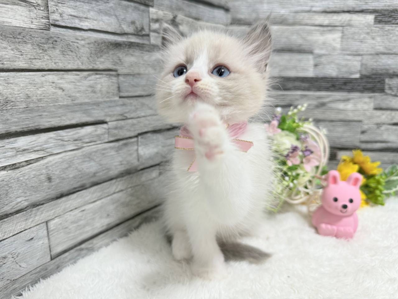 ラグドール（女の子）