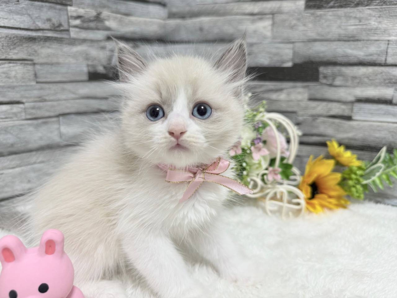 ラグドール（女の子）